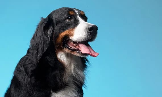 Co oznacza sen z psem? Odkryj tajemnice snów o psach